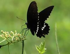 蝴蝶是鬼的化身吗_蝴蝶吓人_