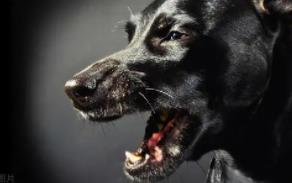 坟头泼狗血会有什么后果_坟上泼洒狗血是什么意思_