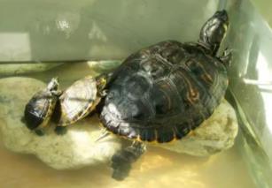 _养乌龟死了_养的乌龟死了是不是帮人挡灾