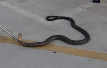 _开车路上遇到蛇过马路好不好_开车马路遇到蛇有什么征兆