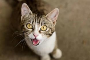 大半夜听到鸟叫_半夜听到鸟叫风水讲究_