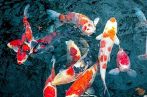 辟邪镇宅的动物_辟邪动物_