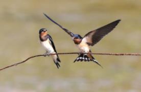 燕子是什么预兆__燕子迷信说法