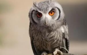 _猫头鹰吉利吗_猫头鹰代表凶还是吉