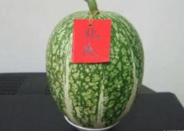 阴瓜是啥子_北瓜为什么叫阴瓜_