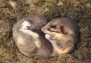 睡眠时间最长的生物_睡眠最长的动物是什么_