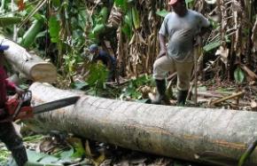 轻木材料_轻木有什么用_