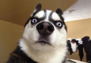 傻狗哈士奇__傻傻的哈士奇