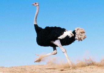 _世界上最大的鸟，鸵鸟体长可至3米，不会飞但奔跑能力惊人_世界上最大的鸟，鸵鸟体长可至3米，不会飞但奔跑能力惊人