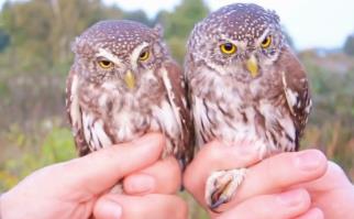 大体型猫头鹰_一米大的猫头鹰_