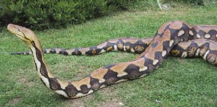 史上最长巨蟒__最长的巨蛇