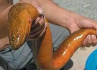 很粗的黄鳝不能吃吗__腿粗细不一样怎么办