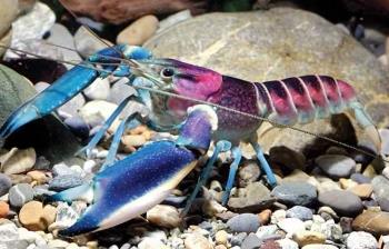 银河龙怎么画__摇曳多姿绘斑斓心理