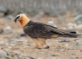 世界上最会化妆的鸟，胡兀鹫会给自己的羽毛染色_世界上最会化妆的鸟，胡兀鹫会给自己的羽毛染色_