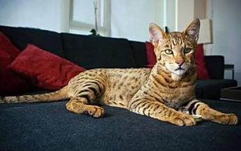 _2020猫咪价格_2021年猫的价格