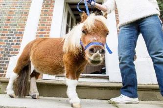 小马原型__小马bi