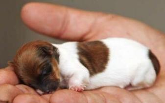 狗的厘米_狗鞋尺寸_