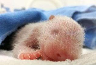 _熊猫在世界上生活了几年_熊猫在世界上已经存活了多少年