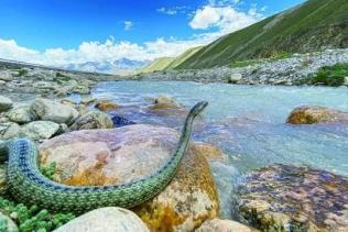 高海拔有蛇吗_青藏高原蛇_