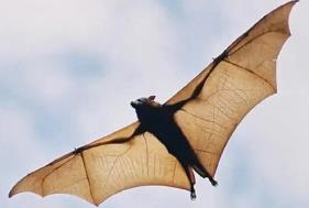 蝙蝠的体型尺寸_蝙蝠的重量_