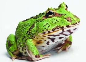 _南美绿角蛙吃虾_钟角蛙和绿角蛙哪个好