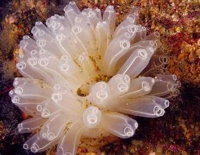 _果实像虫子的植物_像果实一样的花朵