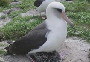 长寿鸟有哪些__长寿鸟还在超过世界上产蛋率吗