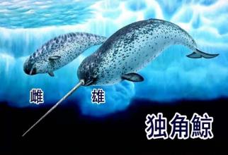 _鲸鱼独角_鲸鱼长角
