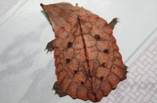 枯叶龟长啥样__枯叶龟凶不凶