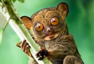 _眼睛猴有多大_眼镜猴的大小