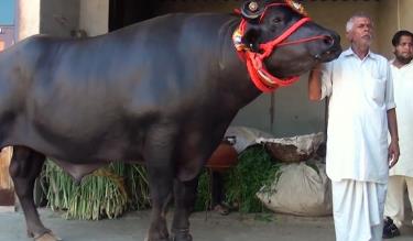 国家放款7000亿给人民__身价昂贵