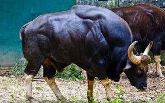 世界上最大的牛,印度野牛肩高可达2.2米,体重可达1225公斤__世界上最大的牛,印度野牛肩高可达2.2米,体重可达1225公斤
