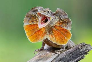 脖子立起来的蜥蜴__蜥蜴的颈有什么作用