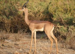 世界上脖子最长的生物__脖子长吃树叶