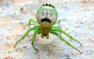 _背上有条纹的蜘蛛_背后有花纹的蜘蛛