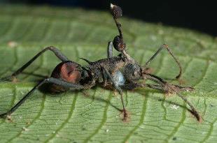 _蚂蚁僵尸蚂蚁_把蚂蚁变成僵尸的菌