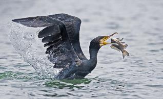 鸬鹚捕鱼不受年轻人欢迎的理由_鸬鹚是捕鱼高手的词语_