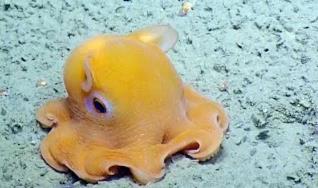 _手工章鱼饼_烙饼章鱼折纸