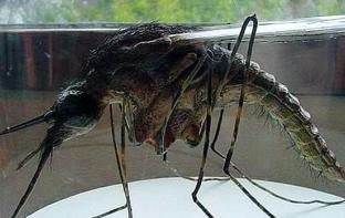 昆虫脚断了还能再长吗__昆虫的脚有什么作用
