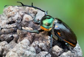 世界最值钱甲虫:阳彩臂金龟一只几十万(曾经灭绝)__世界最值钱甲虫:阳彩臂金龟一只几十万(曾经灭绝)