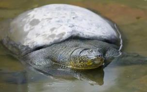鳖繁殖特点_鳖的繁殖能力_