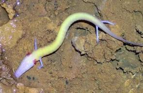 _耐饿的动物_耐得饥饿的动物