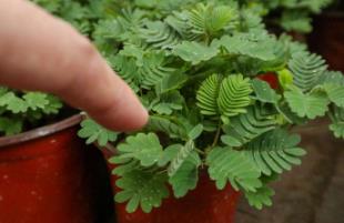 _触碰含羞草有毒吗_含羞草闭合原理