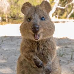 短尾矮袋鼠卡通形象_短尾矮袋鼠插画_