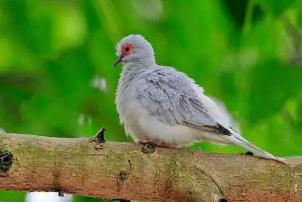 _澳大利亚雪鸽母鸟会开屏_澳大利亚雪鸽子