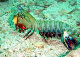 _世界上最凶猛的虾,雀尾螳螂虾无人敢抓(海洋无敌拳击手)_世界上最凶猛的虾,雀尾螳螂虾无人敢抓(海洋无敌拳击手)