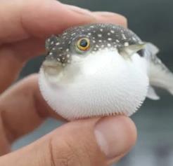 _什么鱼鼓起来像气球_长得像气球的鱼的图片