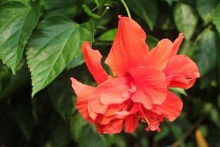 _扶桑花开放时间_扶桑花开花季节