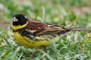 短危雀濒危三年人类吃什么食物__短危雀濒危三年人类吃什么药