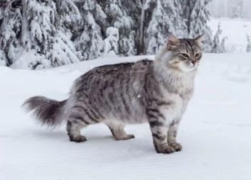 _猫耐寒温度为多少_猫耐寒多少度